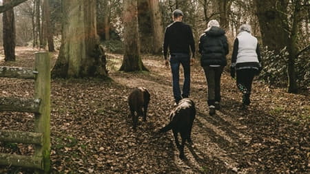 Dog walking in the woods