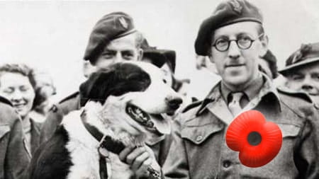 Cats and dogs who served in the military