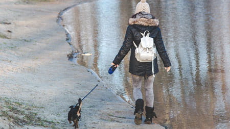 The best winter dog walking accessories