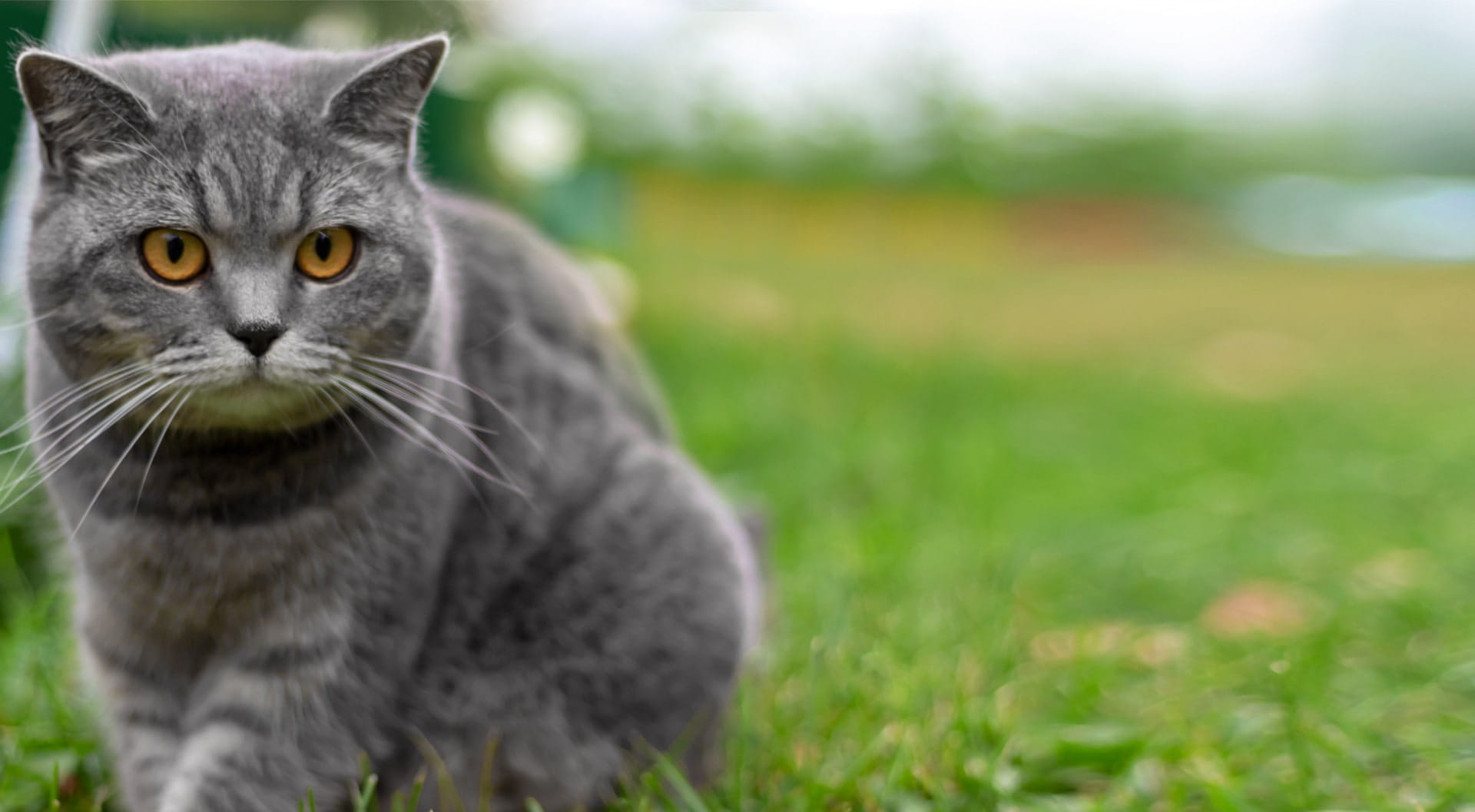 Cat Insurance Get a Quote Pet Insurance petGuard