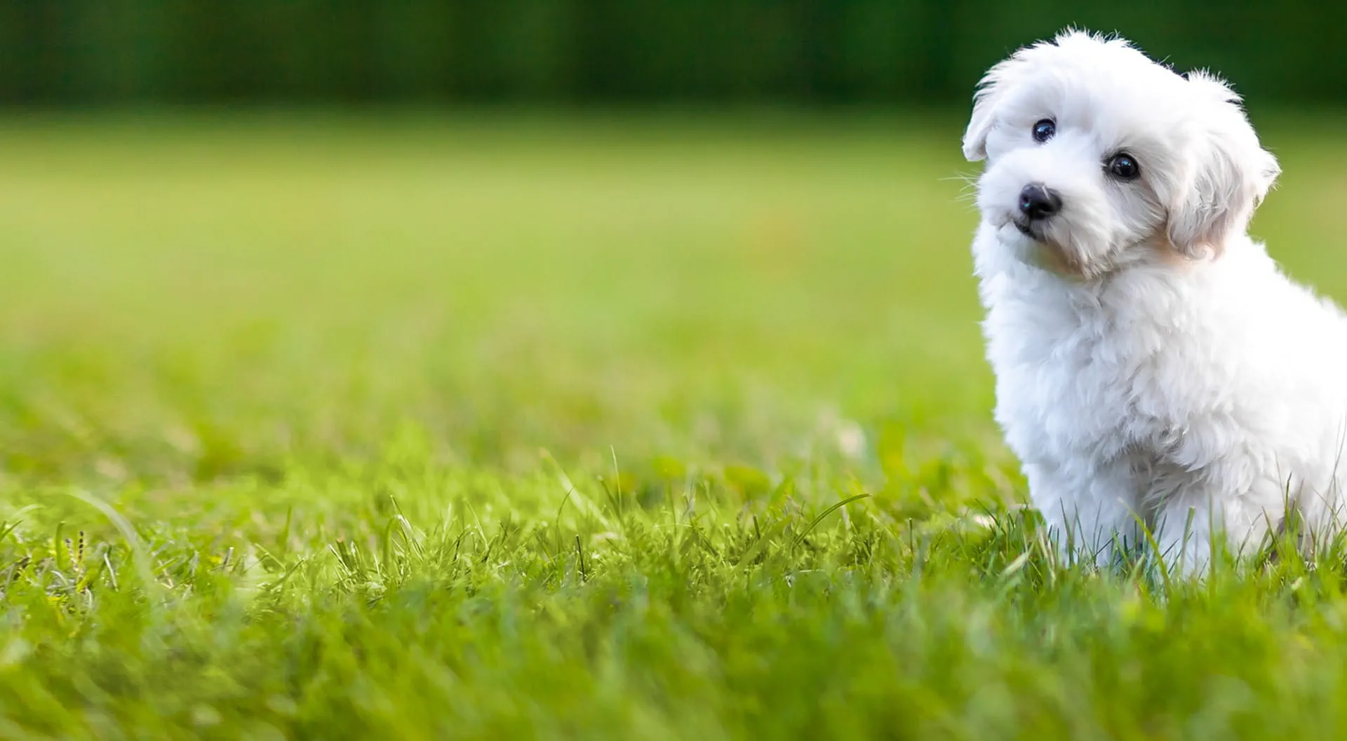 Dog Insurance Get a Quote Pet Insurance petGuard Dog Insurance Get a Quote Pet Insurance petGuard