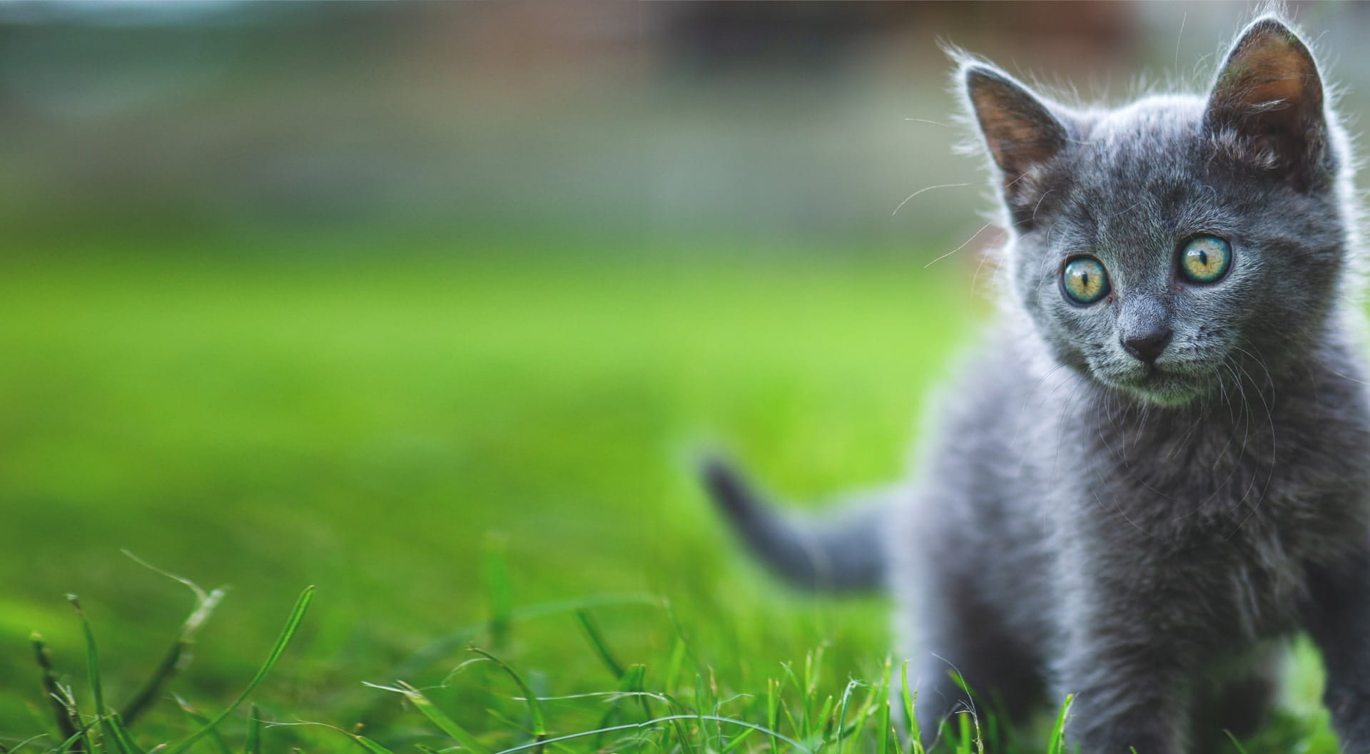 Kitten insurance rated 4.5 5 for pet insurance petGuard