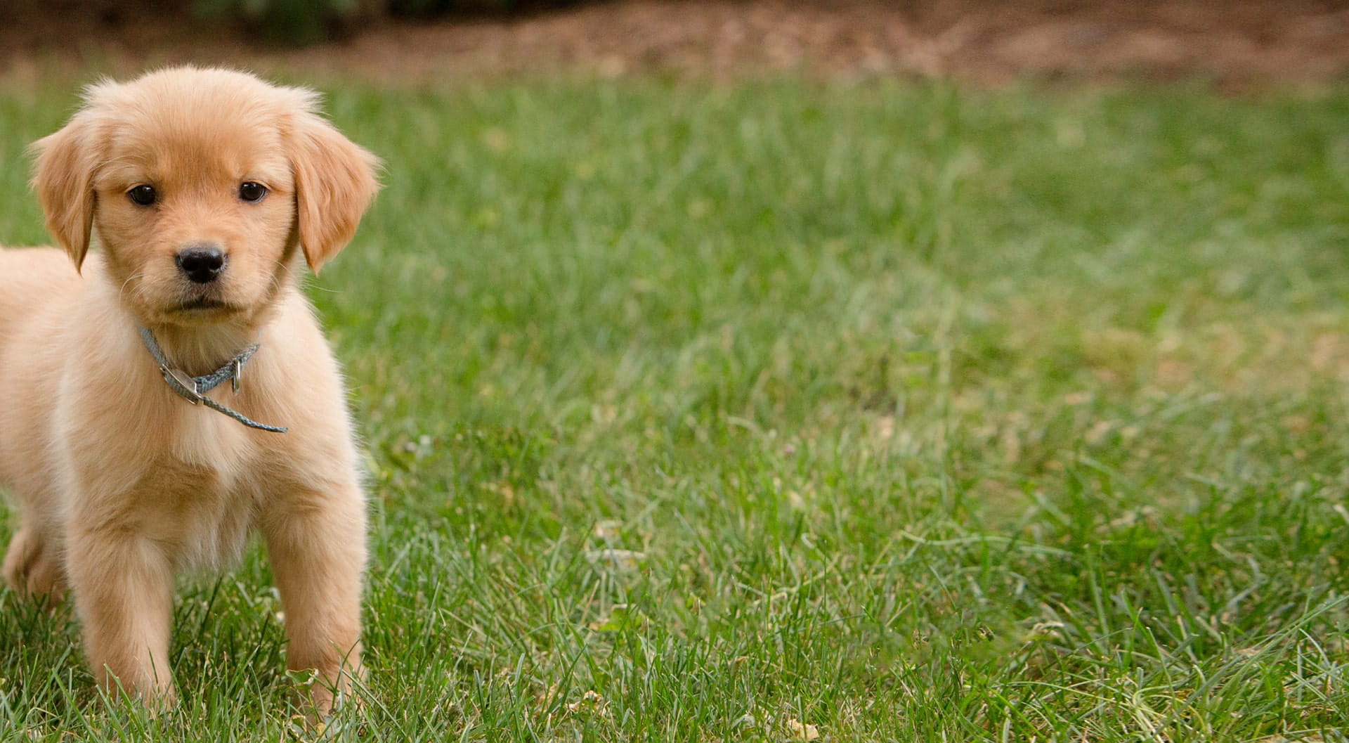 Puppy pet guard top