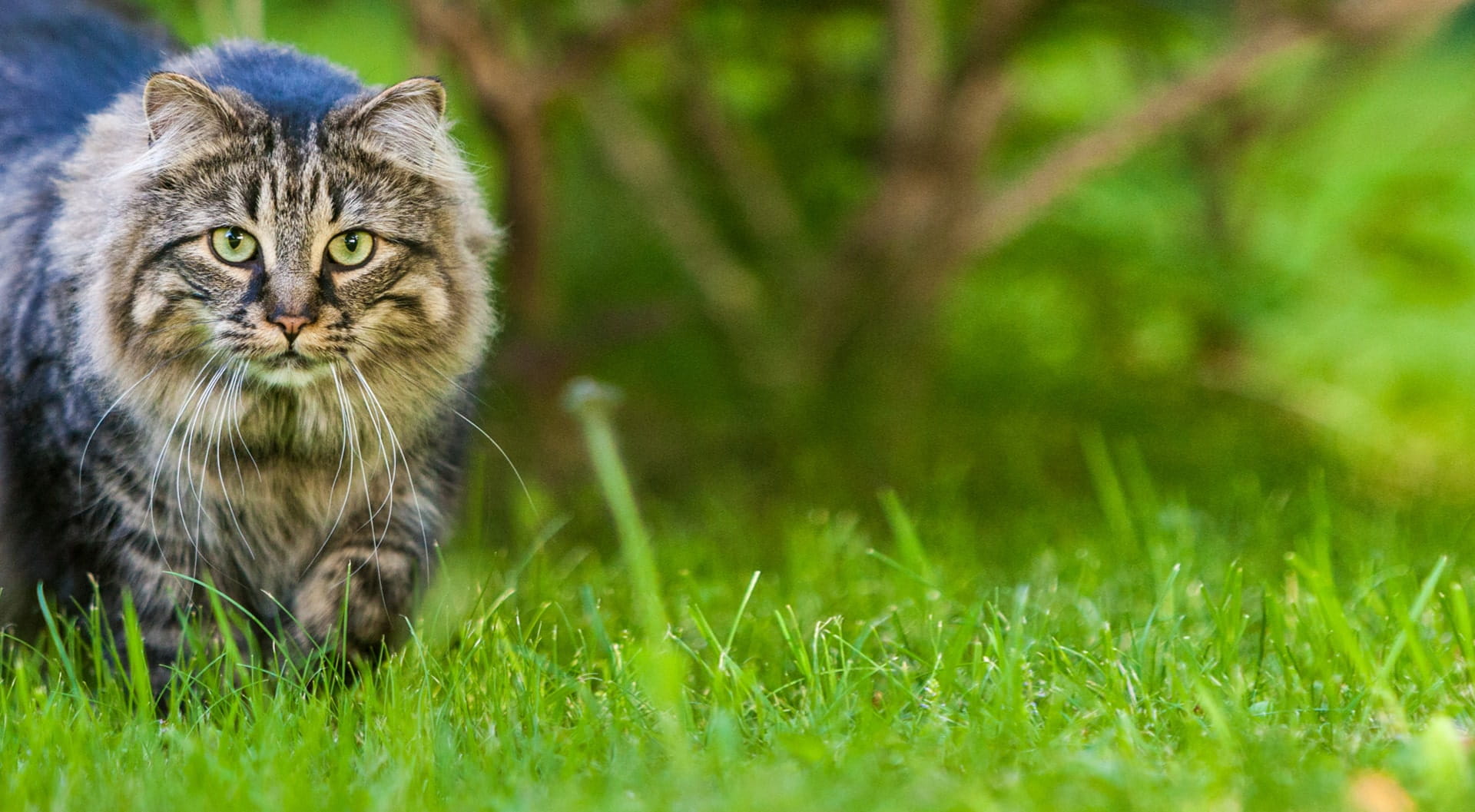 Maine Coon insurance | petGuard