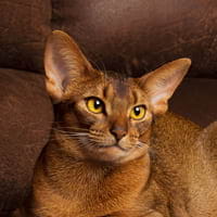 Abyssinians
