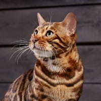 Bengal cats