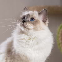 Birmans