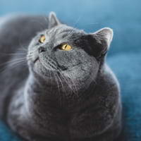 British Shorthairs