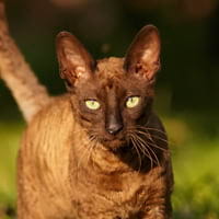 Cornish Rex