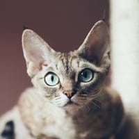 Devon Rex