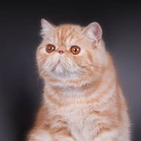 Exotic Shorthair cats