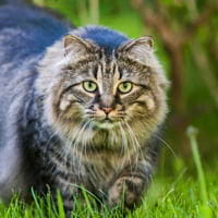 Maine Coons