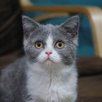 Munchkin cats