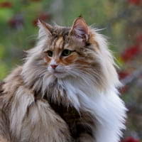 Norwegian Forest cats