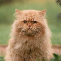 Persian cats