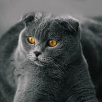 Scottish Folds