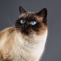 Siamese cats