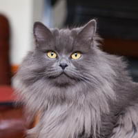 Siberian cats