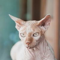 Sphynx