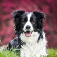 Border Collies