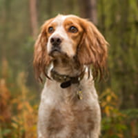 Cocker Spaniels