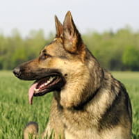 German Shepherds