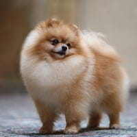 Pomeranians