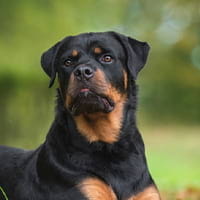 Rottweilers