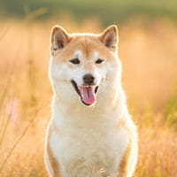 Shiba Inus