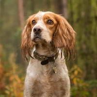 Gun dogs