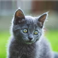 Kittens