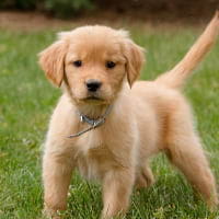 Puppies