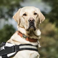 Support dogs