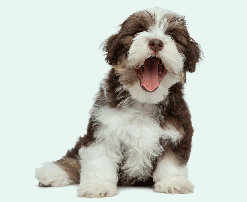 petGuard