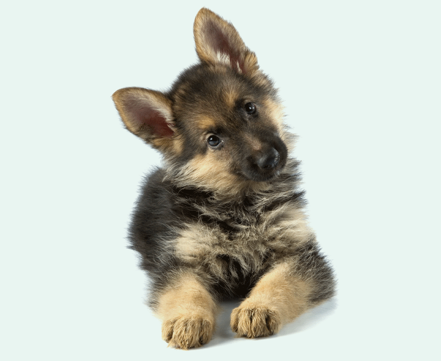 Dog liability insurance