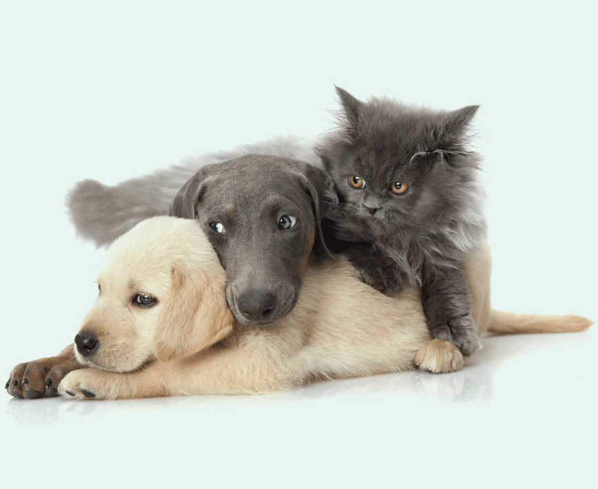 Multi-pet insurance