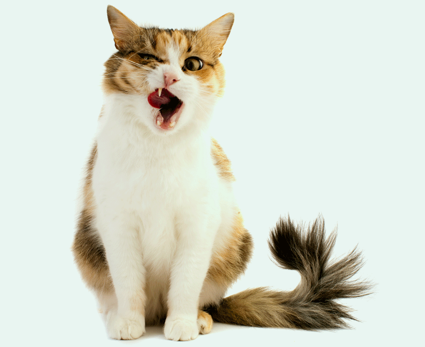 Pre-existing conditions