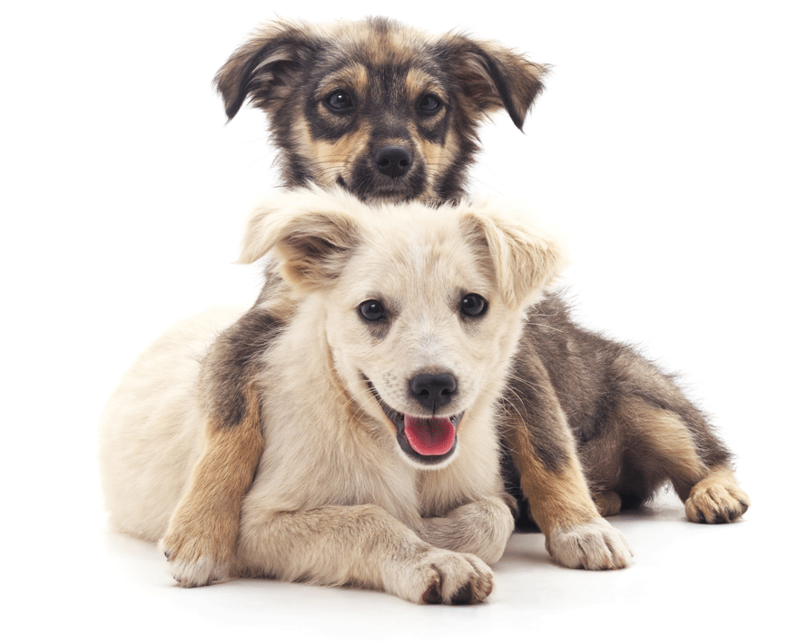 Socialising your puppy