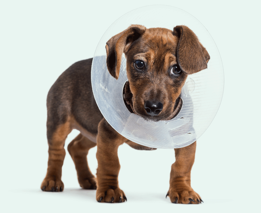 Puppy vaccinations and treatments