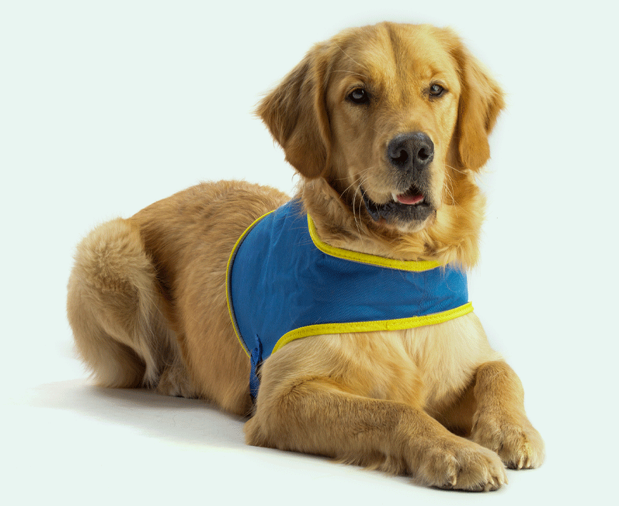 Support and assistance dogs