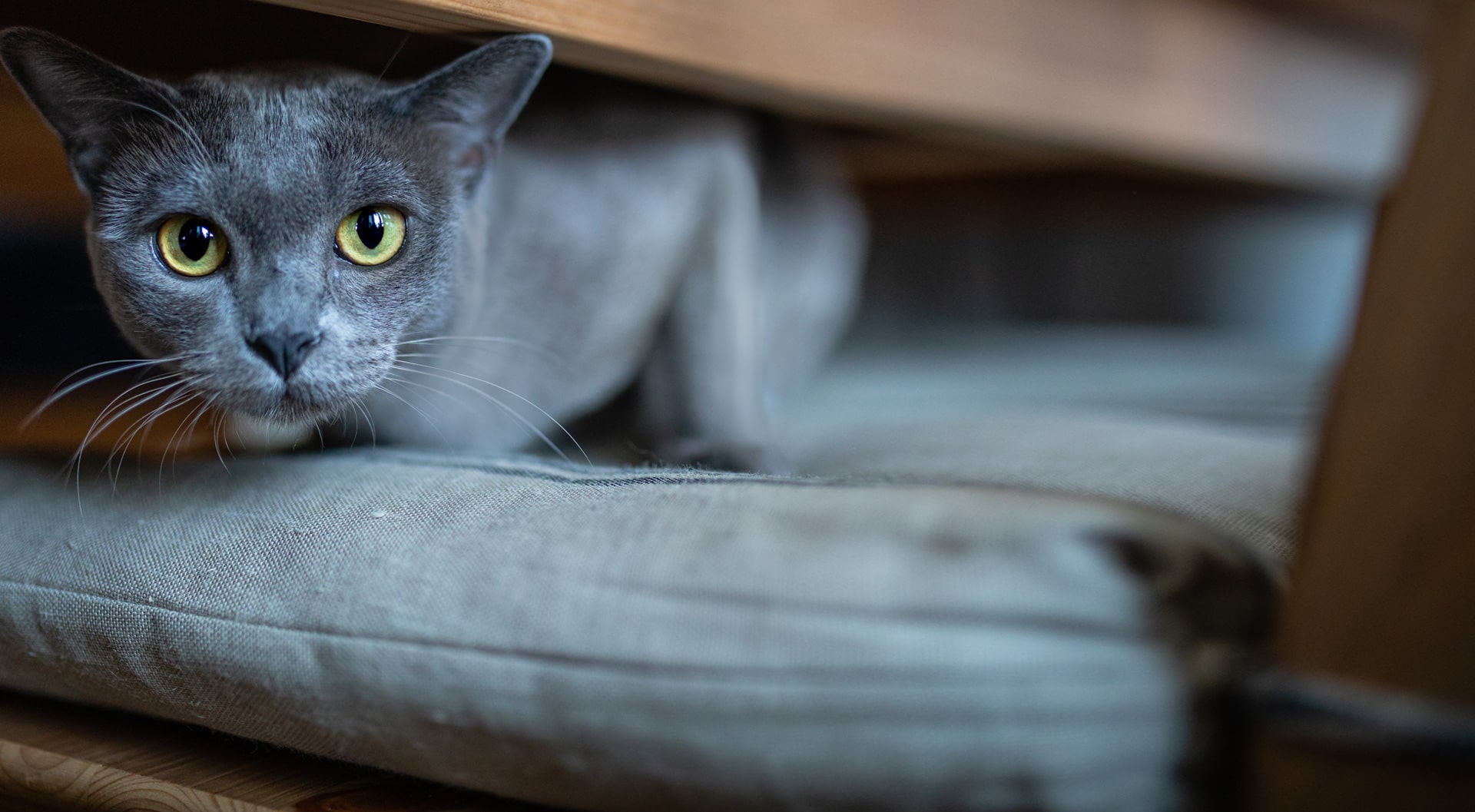 Make a complaint petGuard