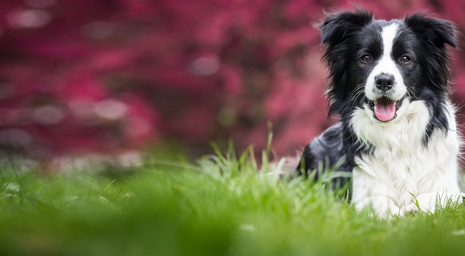 Border Collie insurance petGuard