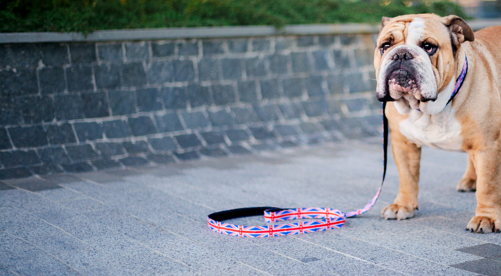 British Bulldog Insurance | PetGuard