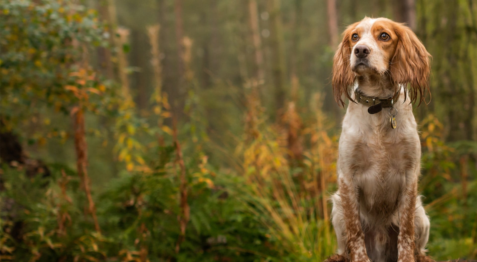 Cocker Spaniel insurance petGuard