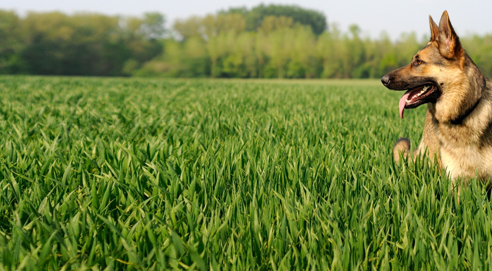 German Shepherd insurance petGuard