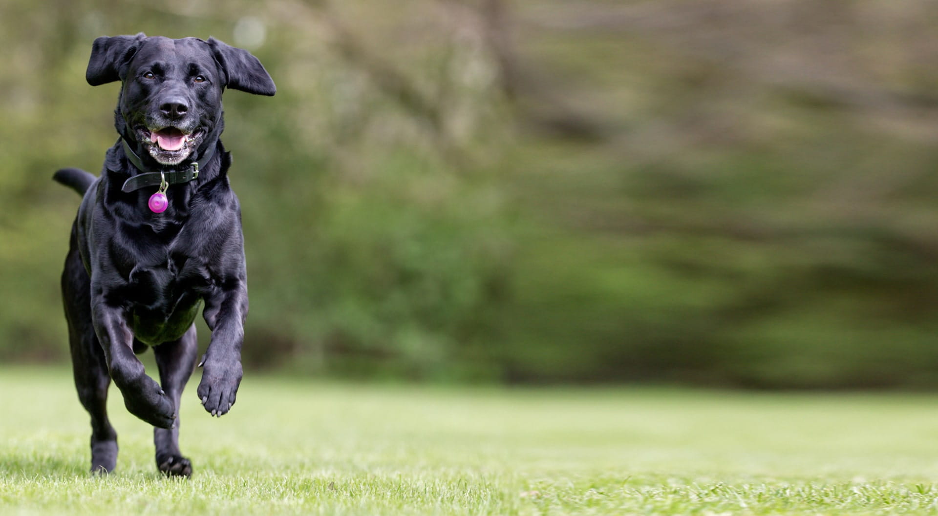 Labrador insurance petGuard