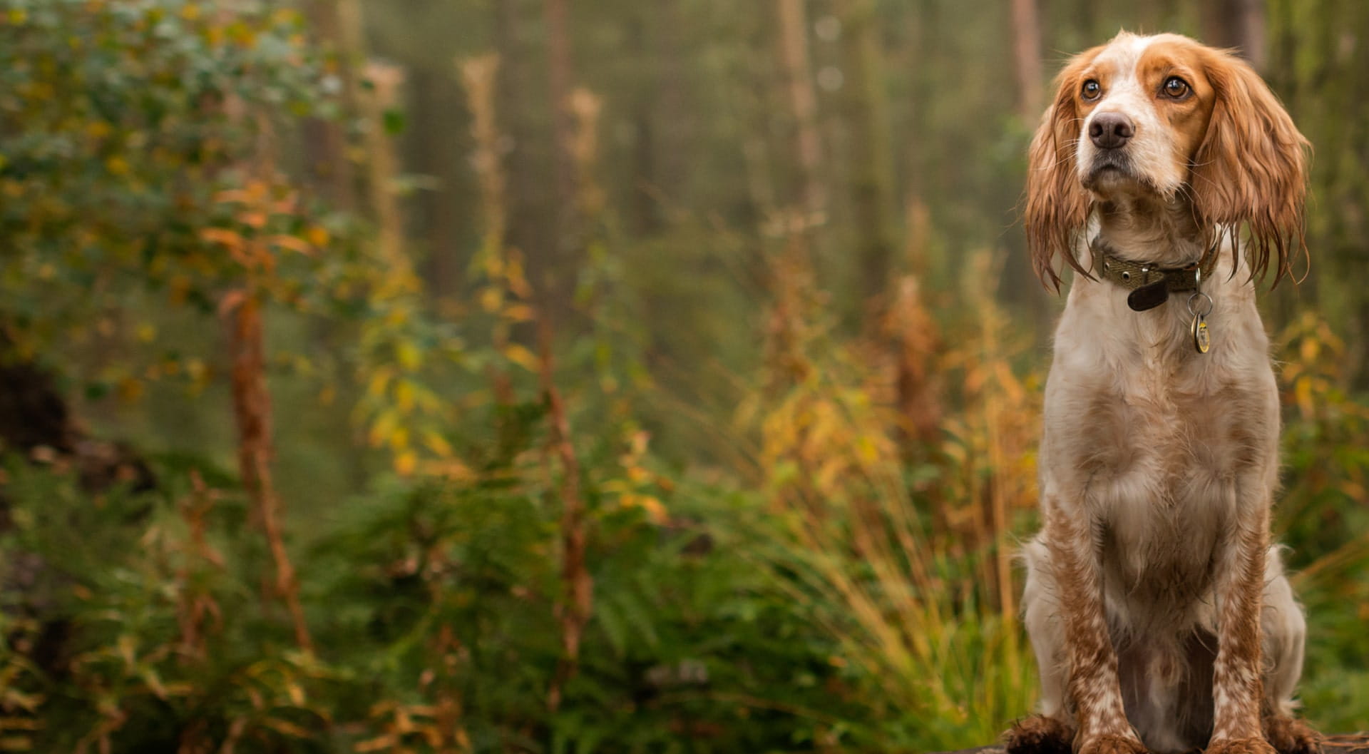 Gun dog insurance petGuard