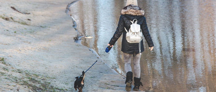 dog walking accessories uk