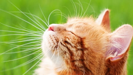 Ginger cat enjoying the sun outside