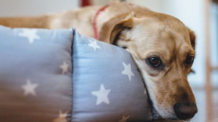 Lonely cats and dogs at Christmas